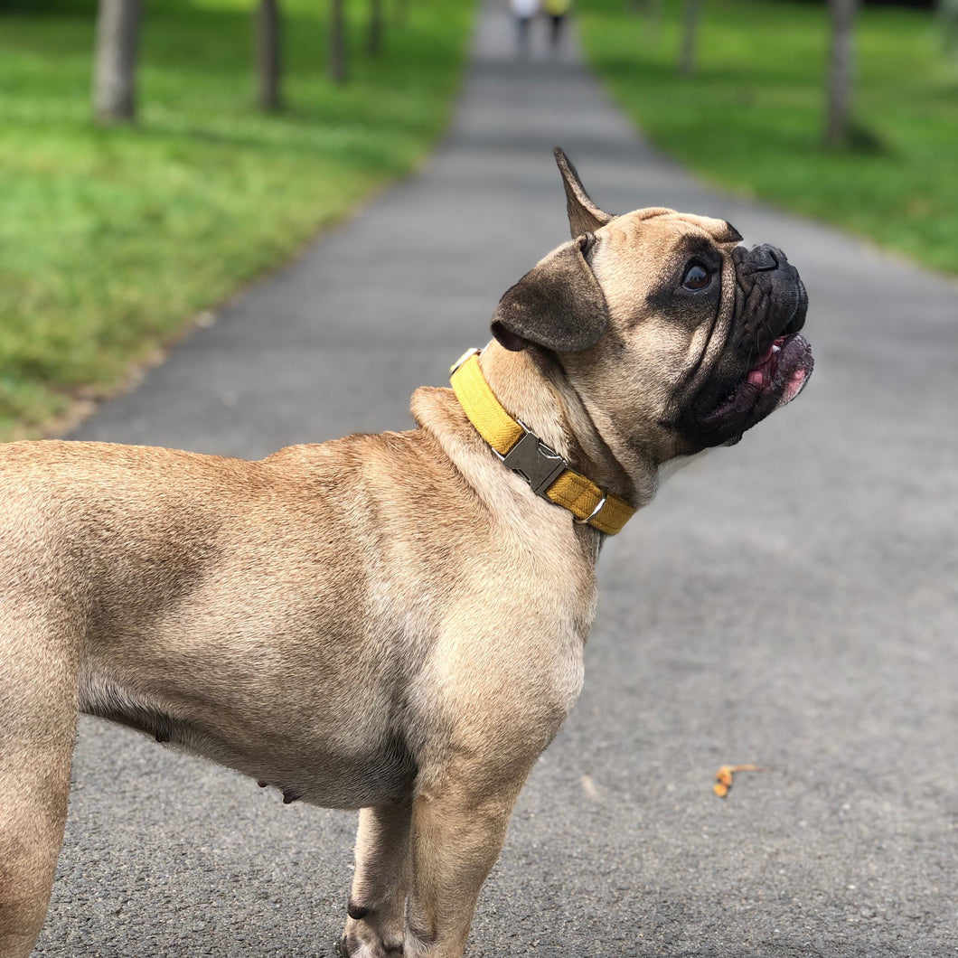 Mustard and Silver Collar