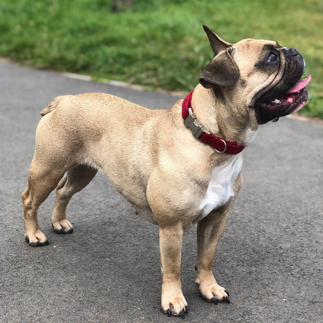 Red and Silver Collar