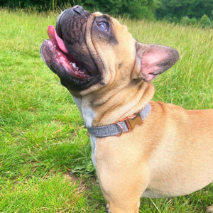 Grey and Rose Gold Collar